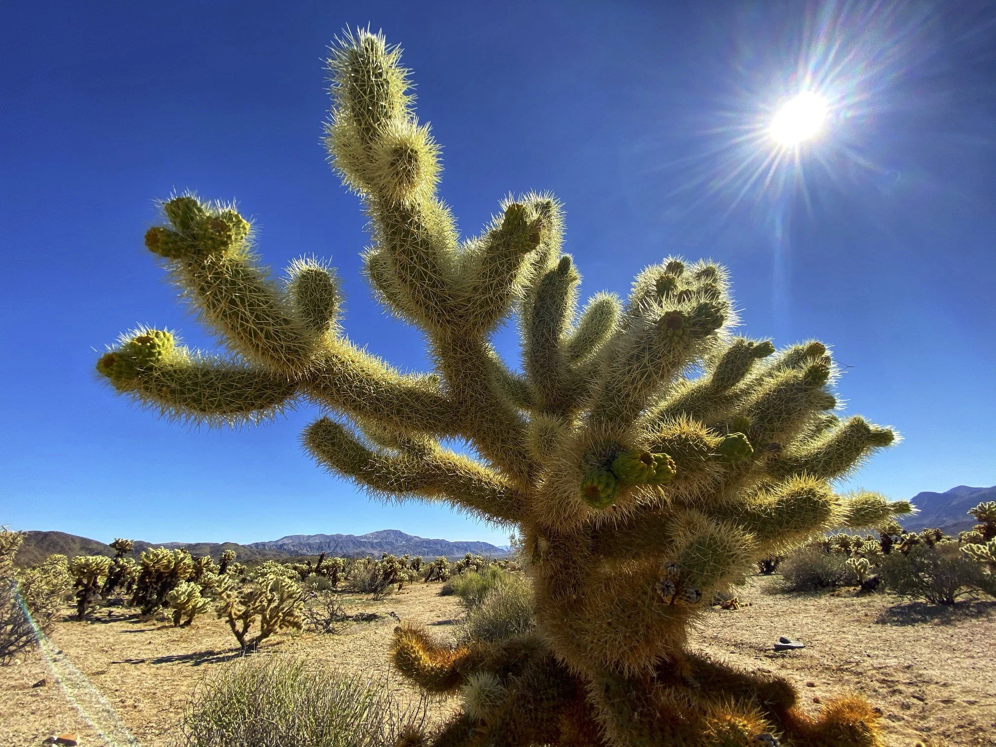 Joshua Tree National Park